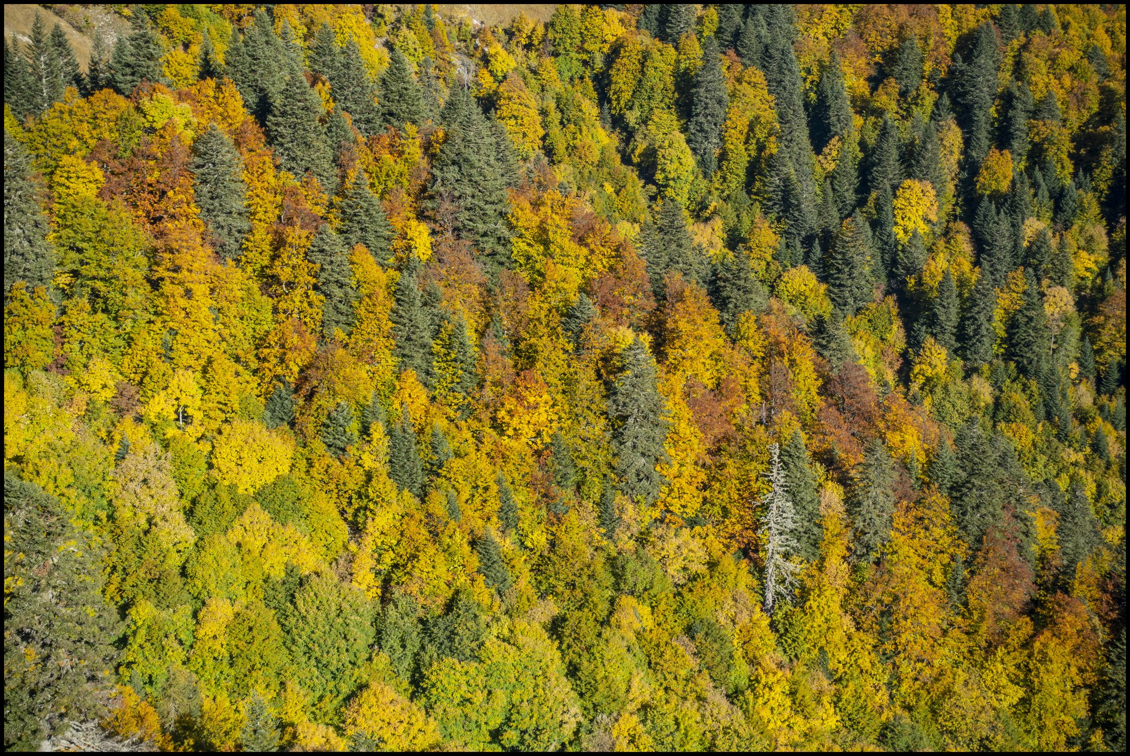 foret montagne ariège