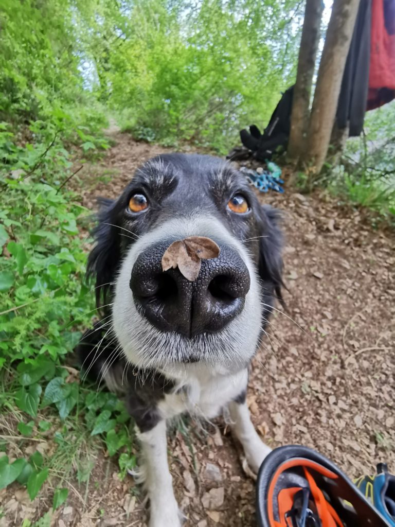 chien randonnée ariège