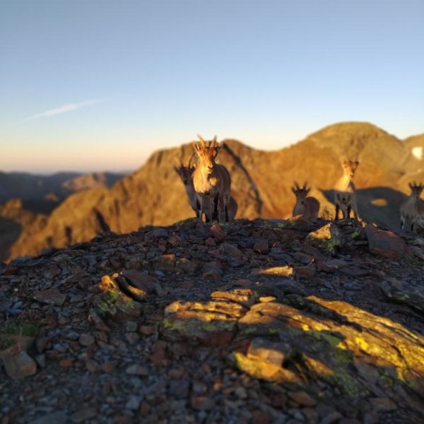 troupeau bouquetins sur sommet ariège
