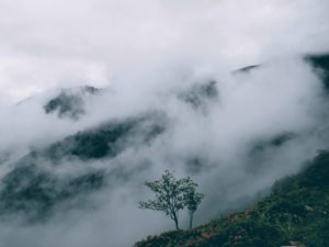 arbre dans la brume montagne ariège
