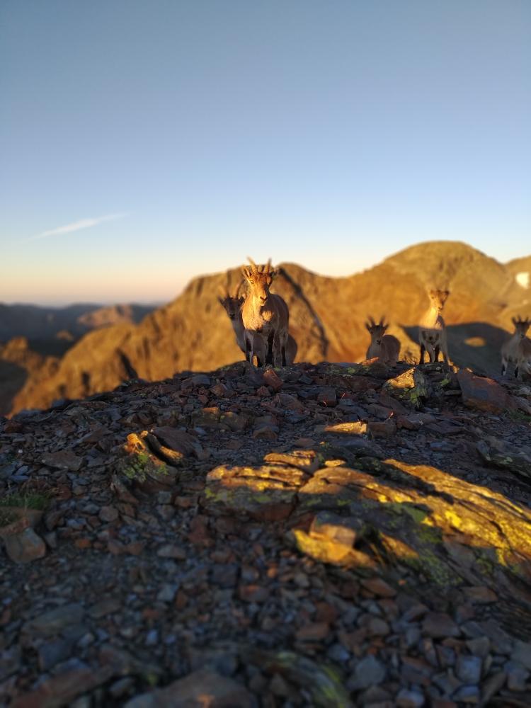 troupeau bouquetins sur sommet ariège